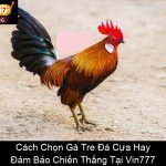 Cách Chọn Gà Tre Đá Cựa Hay Đảm Bảo Chiến Thắng Tại Vin777