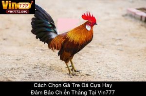 Cách Xem Chân Gà Đá Hay: Bí Quyết Chọn Chiến Kê Bất Bại