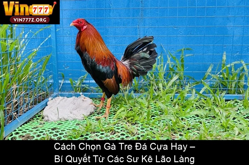 Cách Chọn Gà Tre Đá Cựa Hay – Bí Quyết Từ Các Sư Kê Lão Làng