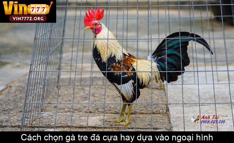 Cách chọn gà tre đá cựa hay dựa vào ngoại hình