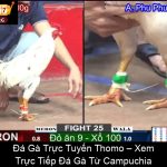 Đá Gà Trực Tuyến Thomo – Xem Trực Tiếp Đá Gà Từ Campuchia