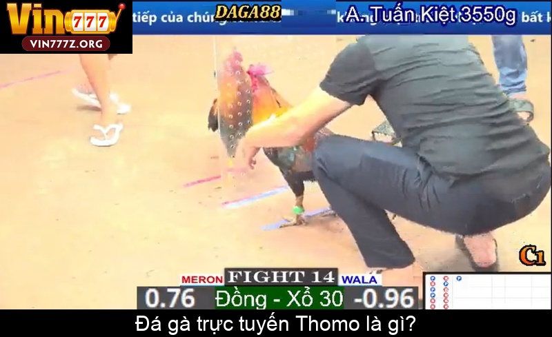 Đá gà trực tuyến Thomo là gì