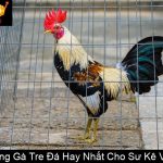 Các Giống Gà Tre Đá Hay Nhất Cho Sư Kê Việt Nam