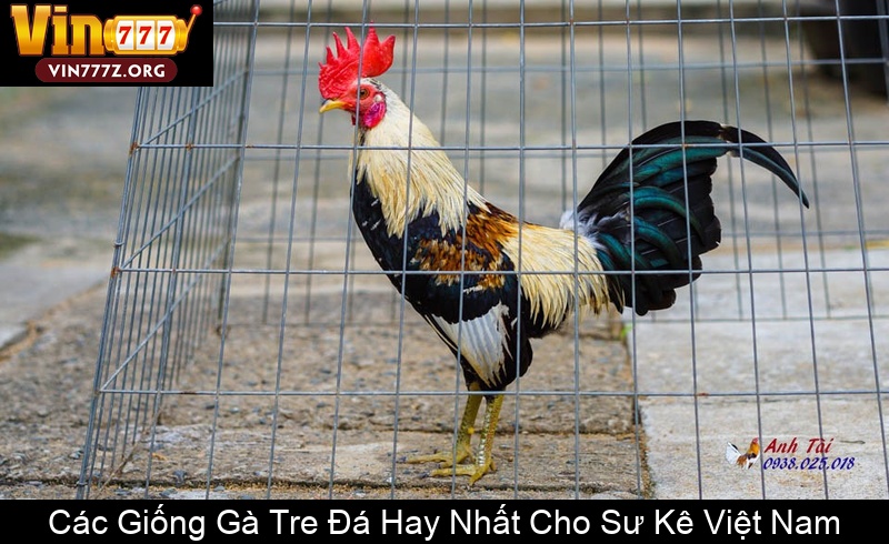 Các Giống Gà Tre Đá Hay Nhất Cho Sư Kê Việt Nam