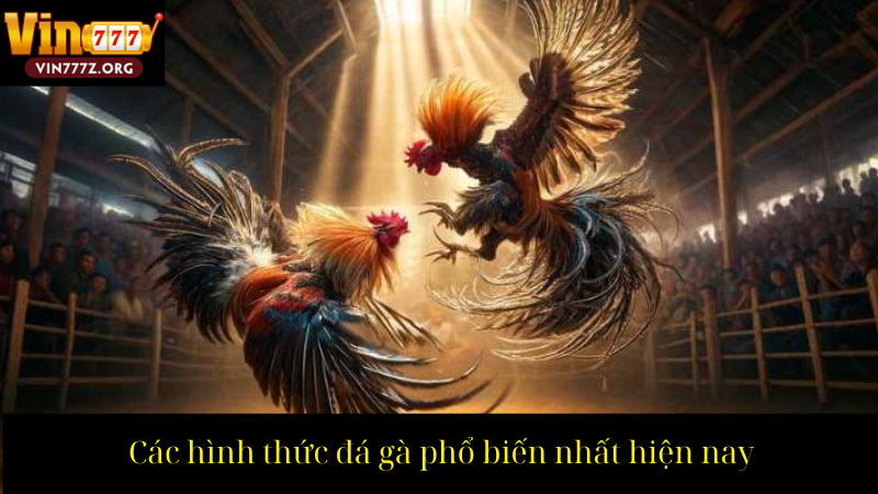 Các hình thức đá gà phổ biến nhất hiện nay