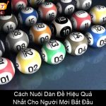 Cách Nuôi Dàn Đề Hiệu Quả Nhất Cho Người Mới Bắt Đầu