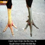 Cách Xem Chân Gà Đá Hay Bí Quyết Chọn Chiến Kê Bất Bại