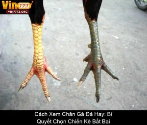 Các Giống Gà Tre Đá Hay Nhất Cho Sư Kê Việt Nam