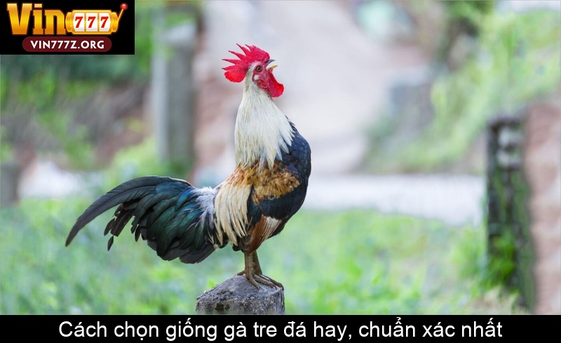 Cách chọn giống gà tre đá hay, chuẩn xác nhất