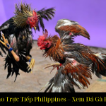 Đá Gà Cựa Dao Trực Tiếp Philippines – Xem Đá Gà Đỉnh Cao 2025