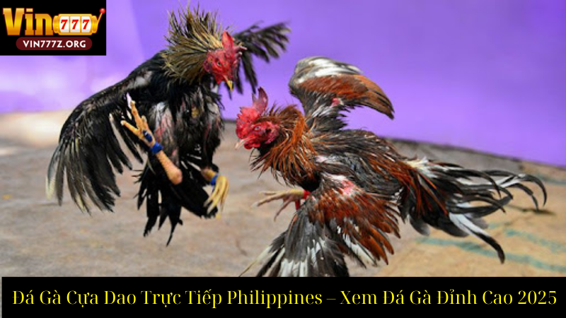 Đá Gà Cựa Dao Trực Tiếp Philippines – Xem Đá Gà Đỉnh Cao 2025