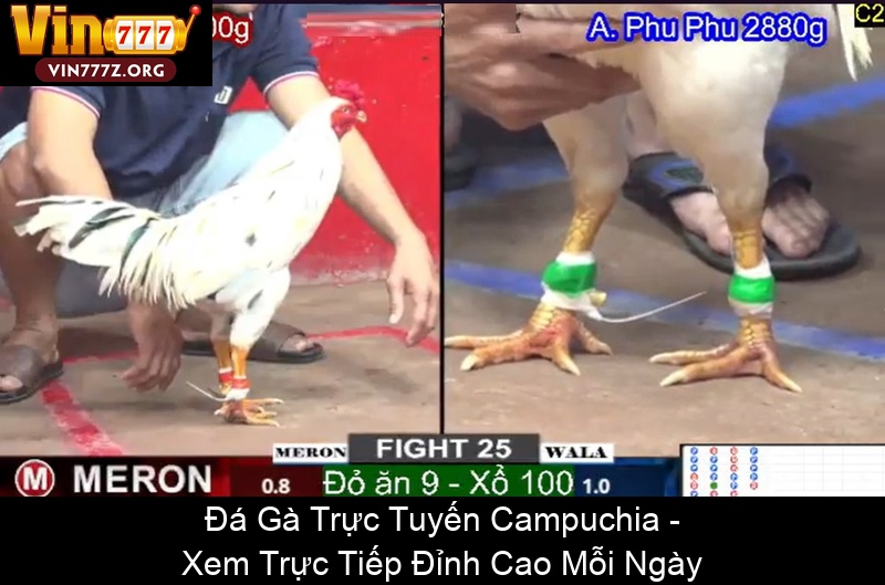 Đá Gà Trực Tuyến Campuchia Xem Trực Tiếp Đỉnh Cao Mỗi Ngày