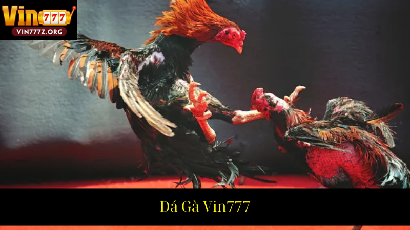 Đá Gà Vin777