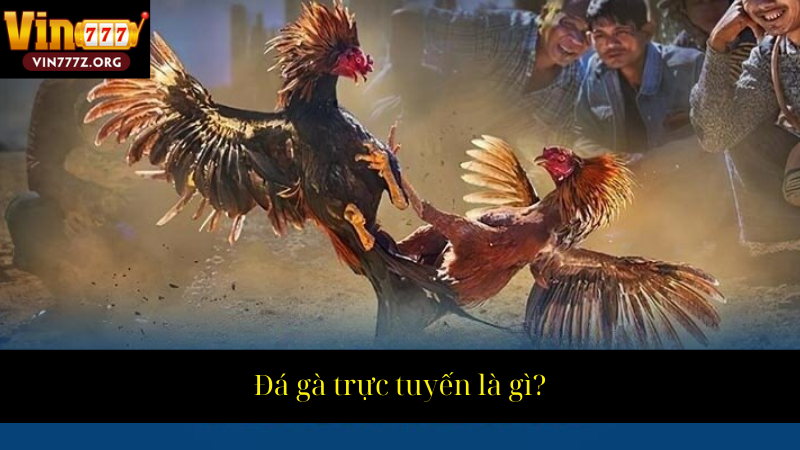 Đá gà trực tuyến là gì