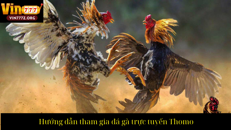 Hướng dẫn tham gia đá gà trực tuyến Thomo