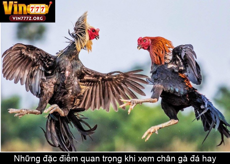 Những đặc điểm quan trọng khi xem chân gà đá hay