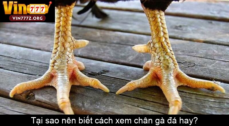 Tại sao nên biết cách xem chân gà đá hay