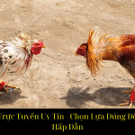 Trang Đá Gà Trực Tuyến Uy Tín Chọn Lựa Đúng Để Trải Nghiệm Hấp Dẫn