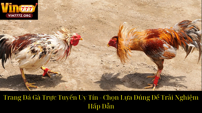 Trang Đá Gà Trực Tuyến Uy Tín Chọn Lựa Đúng Để Trải Nghiệm Hấp Dẫn