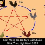 Xem Mạng Gà Đá Cựa Sắt Chuẩn Nhất Theo Ngũ Hành 2025