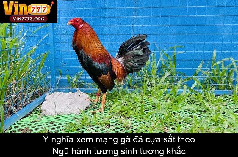 Ý nghĩa xem mạng gà đá cựa sắt theo Ngũ hành tương sinh tương khắc